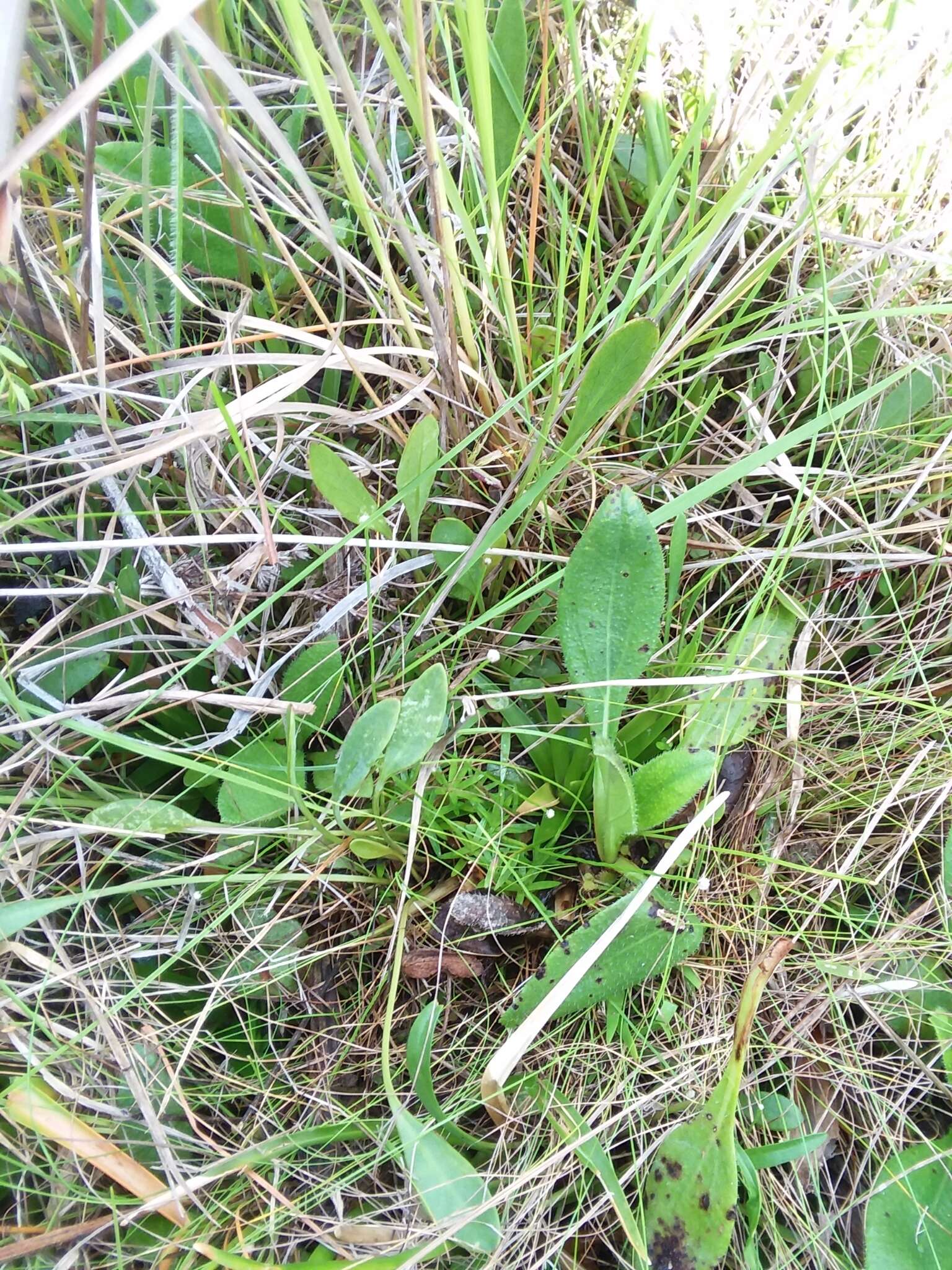 Image de Lachnocaulon digynum Körn.