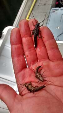 Image of American Salmonfly