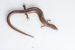 Image of White-spotted Supple Skink