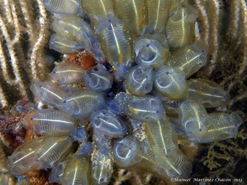 Image of bluestriped light bulb tunicate