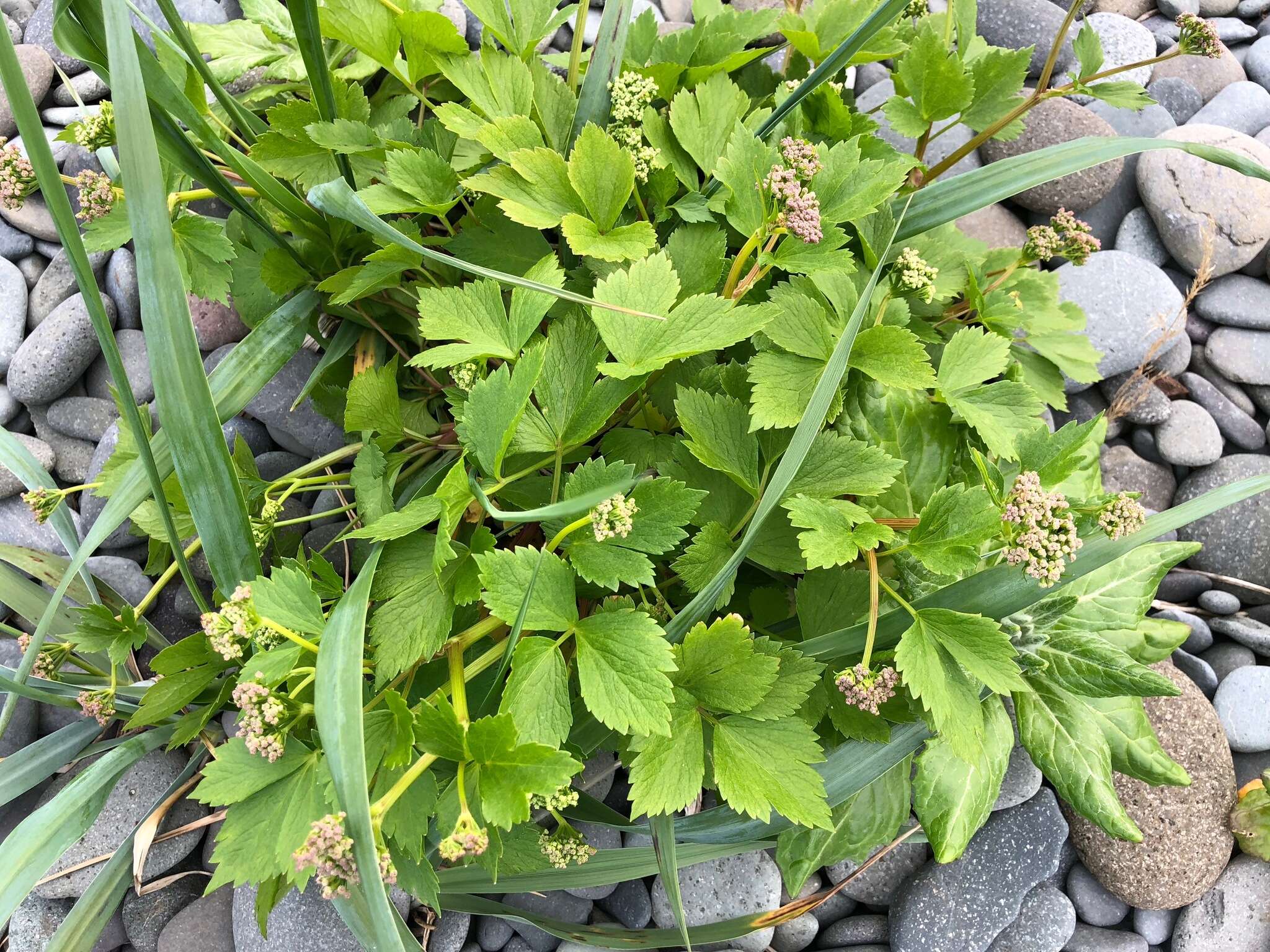 Ligusticum scoticum L. resmi