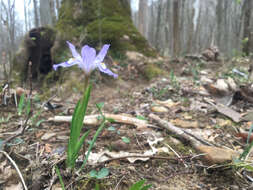 Image of crested iris