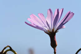 Image of Blue lettuce