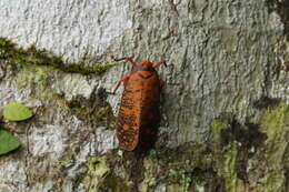 Image of Aphaena (Aphaena) discolor Guérin-Méneville 1834