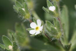 Image of greater rockjasmine