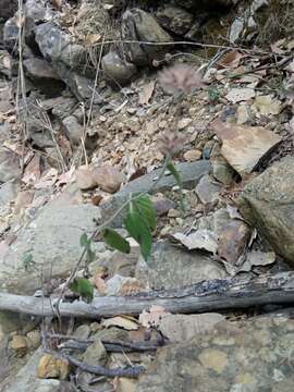 Clinopodium vulgare subsp. arundanum (Boiss.) Nyman resmi