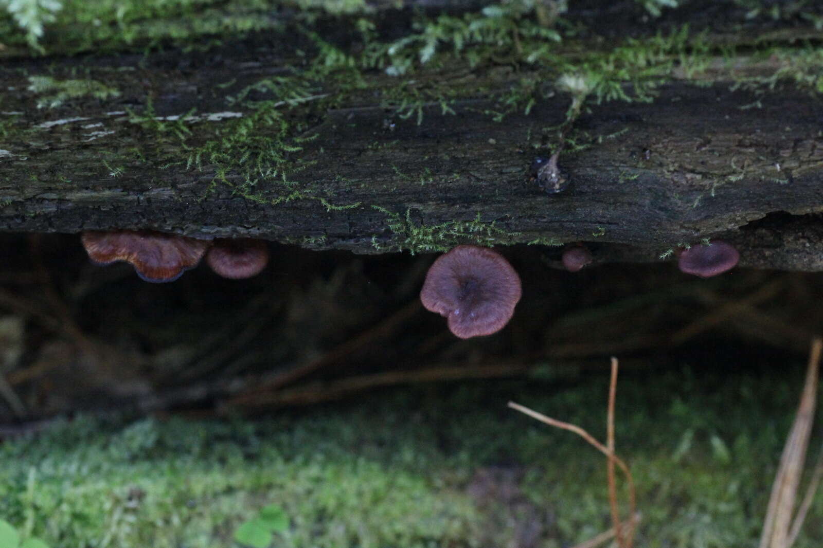 Image of Arrhenia discorosea (Pilát) Zvyagina, A. V. Alexandrova & Bulyonkova 2015