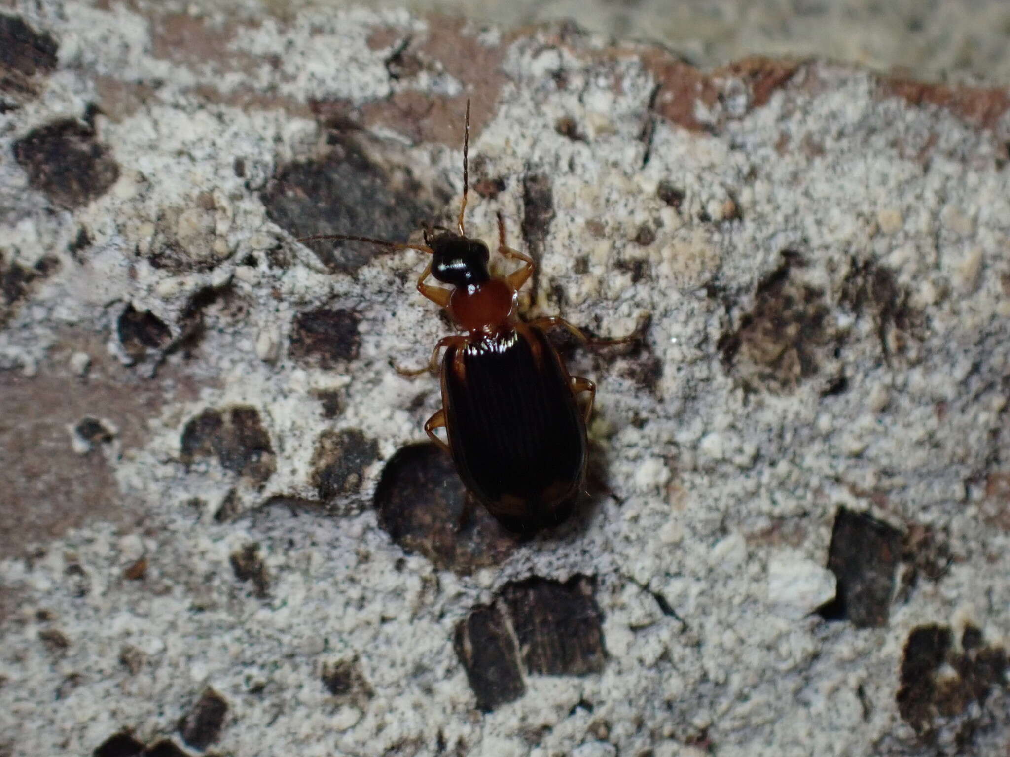 Image of Lebia (Lebia) analis Dejean 1825