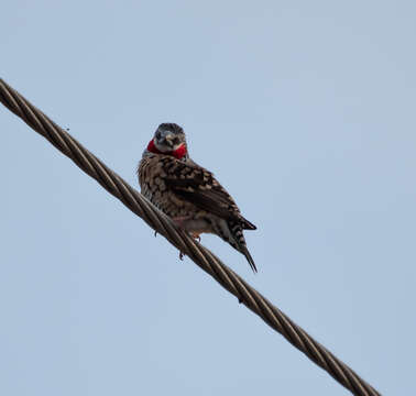 Image of Cut-throat Finch