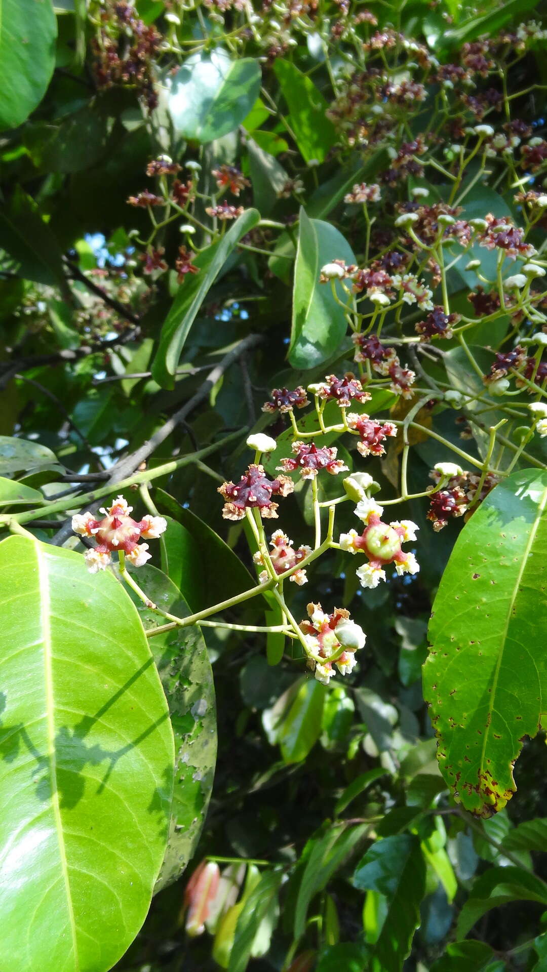 Image of Lophopetalum wightianum Arn.