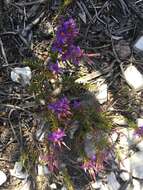 Image de Calytrix leschenaultii (Schauer) Benth.