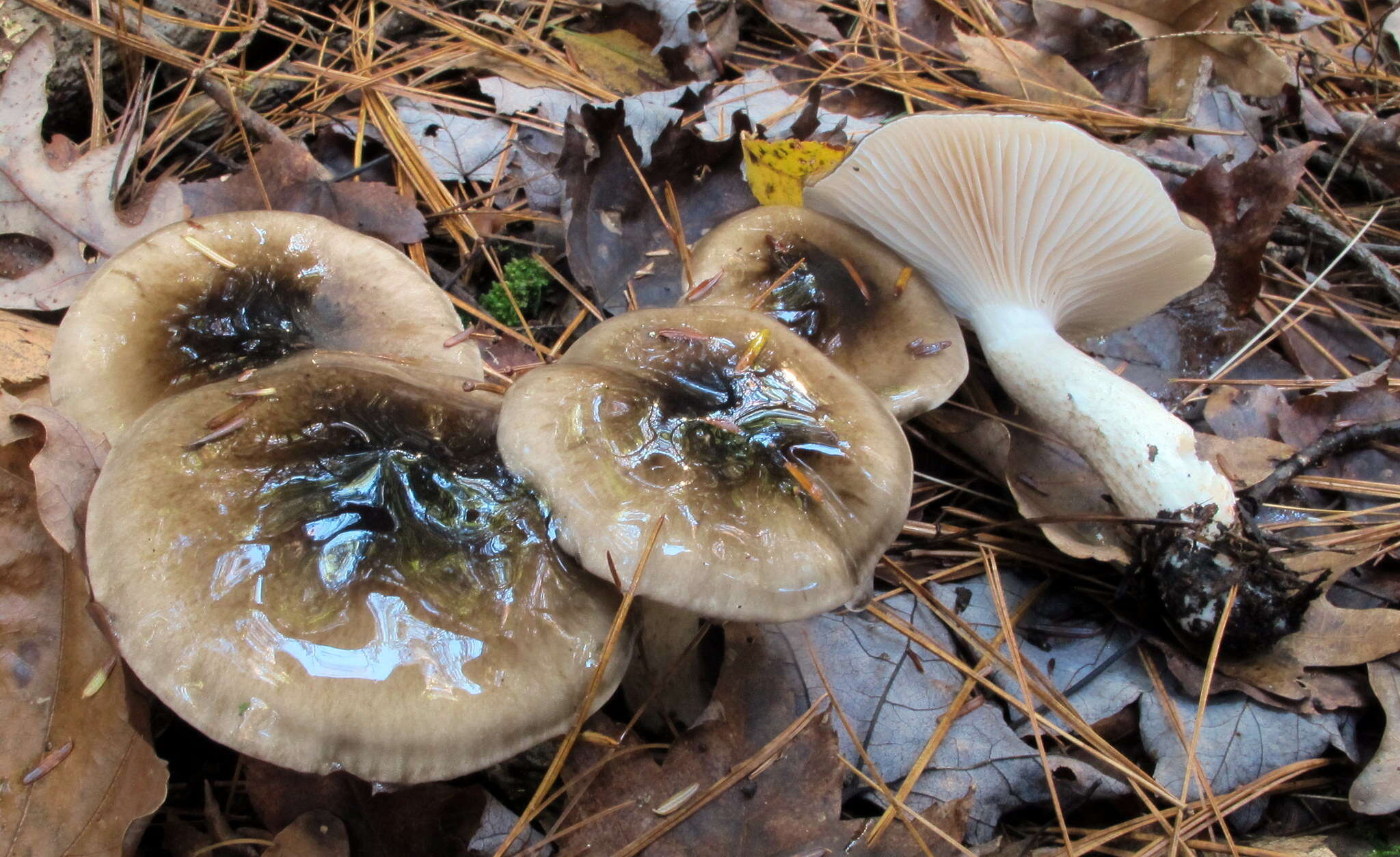 Слика од Hygrophorus fuligineus Frost 1884