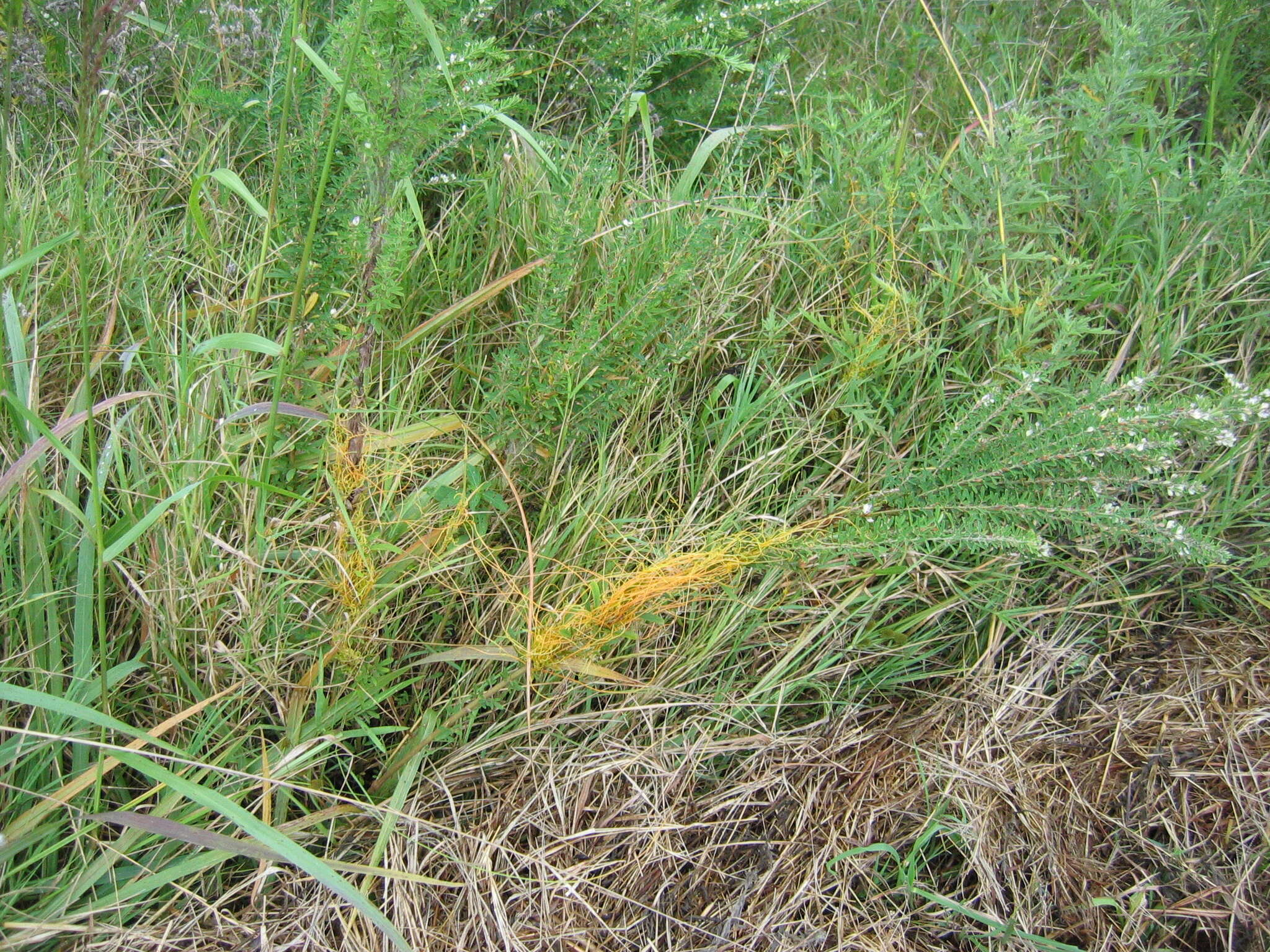 Lespedeza virginica (L.) Britton的圖片