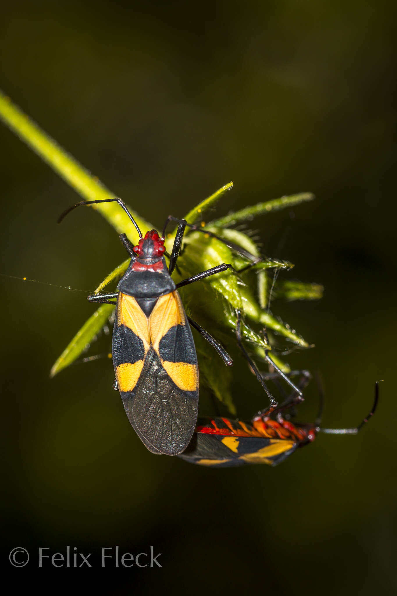 Image of Pale Red Bug