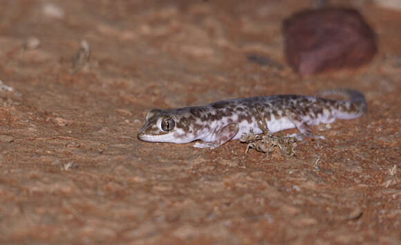 Image of Byrne's Gecko