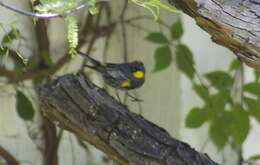 Image of Myrtle Warbler