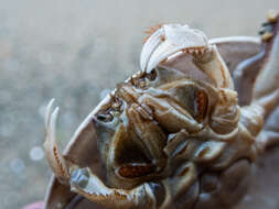 Image of Granulated mask crab