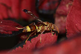 Image of Polistes stigma tamula (Fabricius 1798)