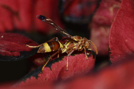 Image of Polistes stigma tamula (Fabricius 1798)