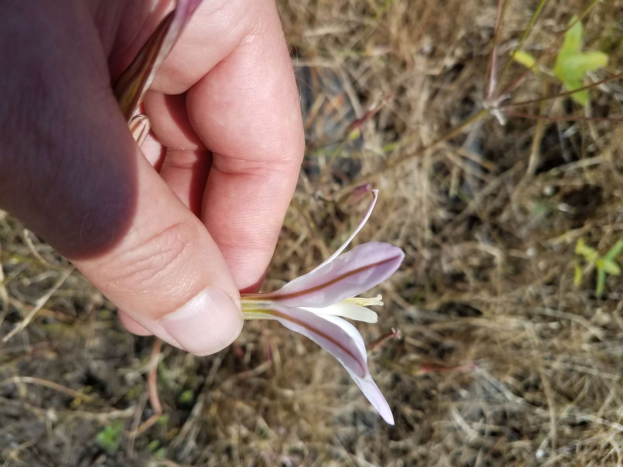 Sivun Brodiaea sierrae R. E. Preston kuva