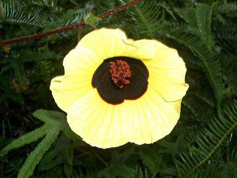 Hibiscus altissimus Hornby的圖片