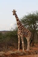 Image of reticulated giraffe