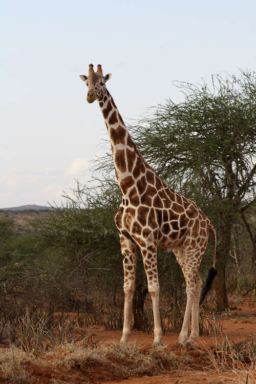 Image of reticulated giraffe