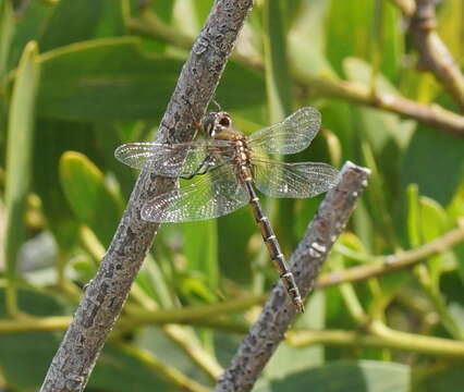 Image of Eastern Swamp Emerald