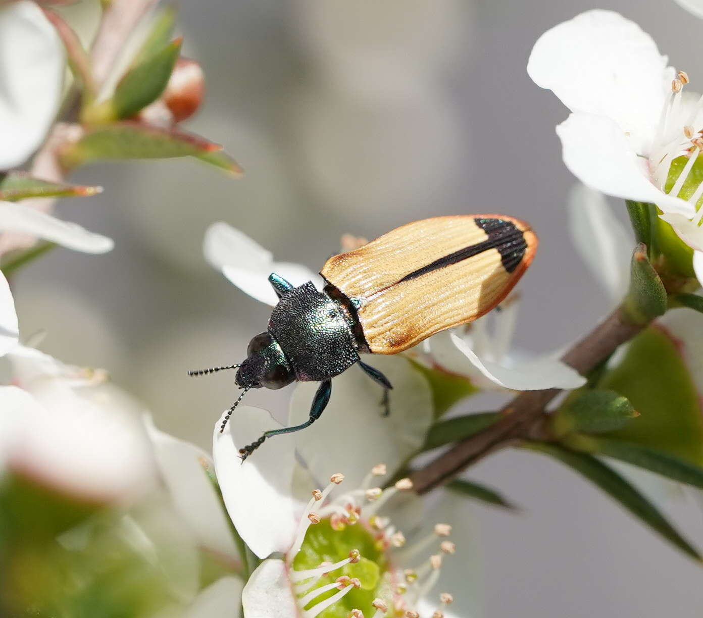 Image of Castiarina fossoria (Carter 1927)