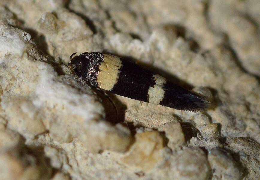 صورة Bifascioides leucomelanella Rebel 1917