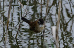 Image of Moustached Warbler