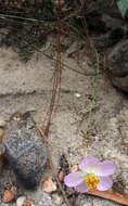 Image of Cosmos landii var. achalconensis T. E. Melchert