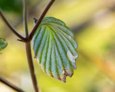 Image of Viviania crenata (Hook.) G. Don