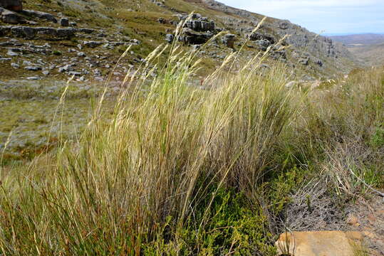 Imagem de Pentameris macrocalycina (Steud.) Schweick.