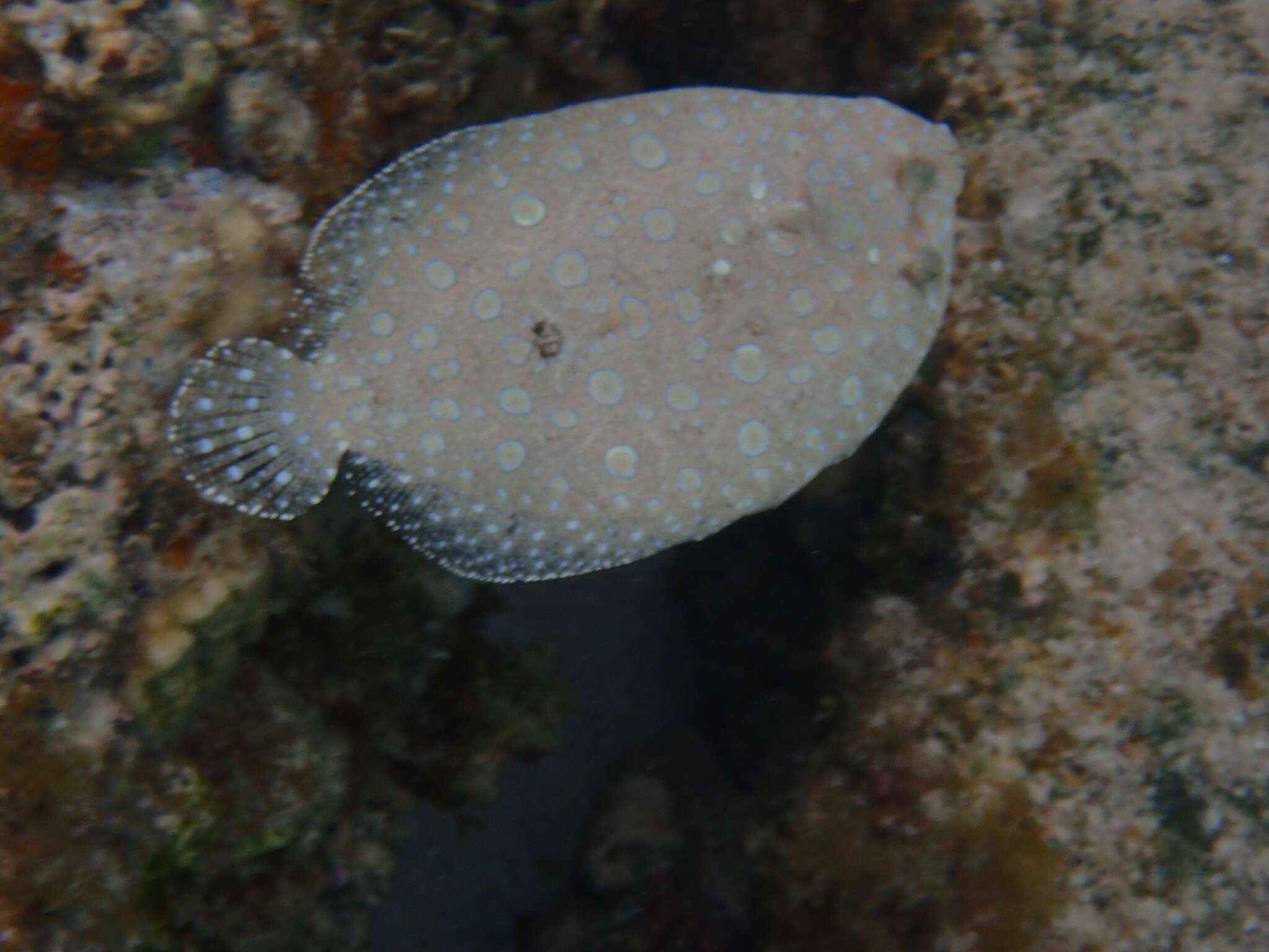 Image of Flounder