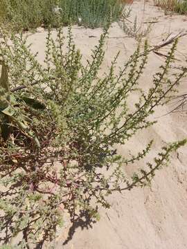 صورة Salsola squarrosa