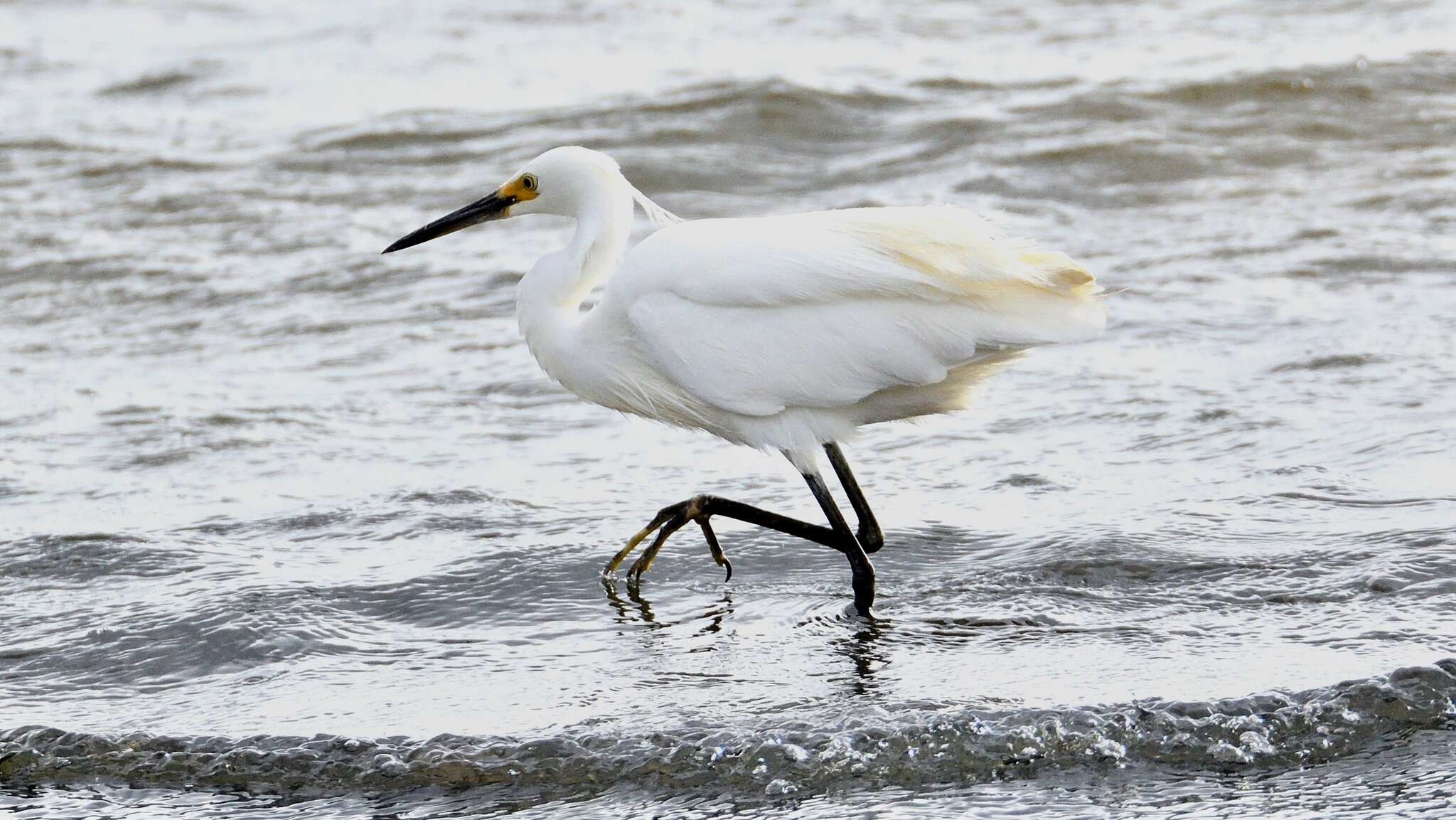 Image of Egretta garzetta nigripes (Temminck 1840)