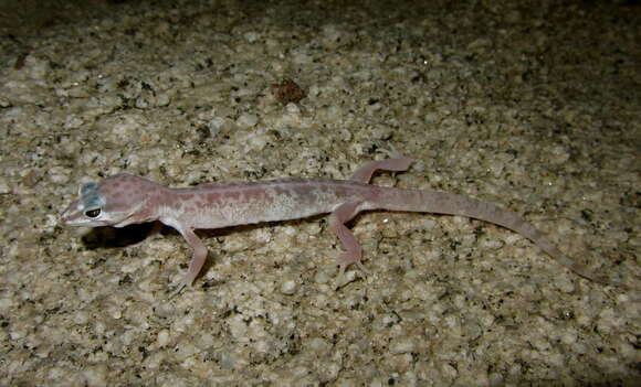 Image of Western Banded Gecko