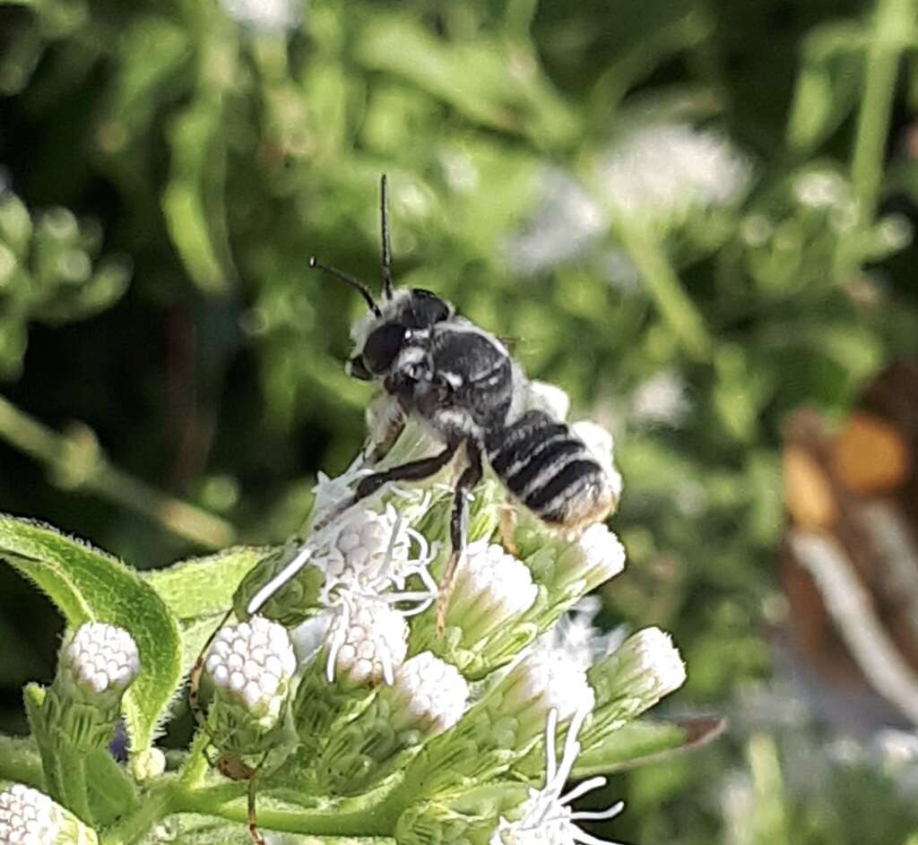 Megachile zapoteca Cresson 1878的圖片