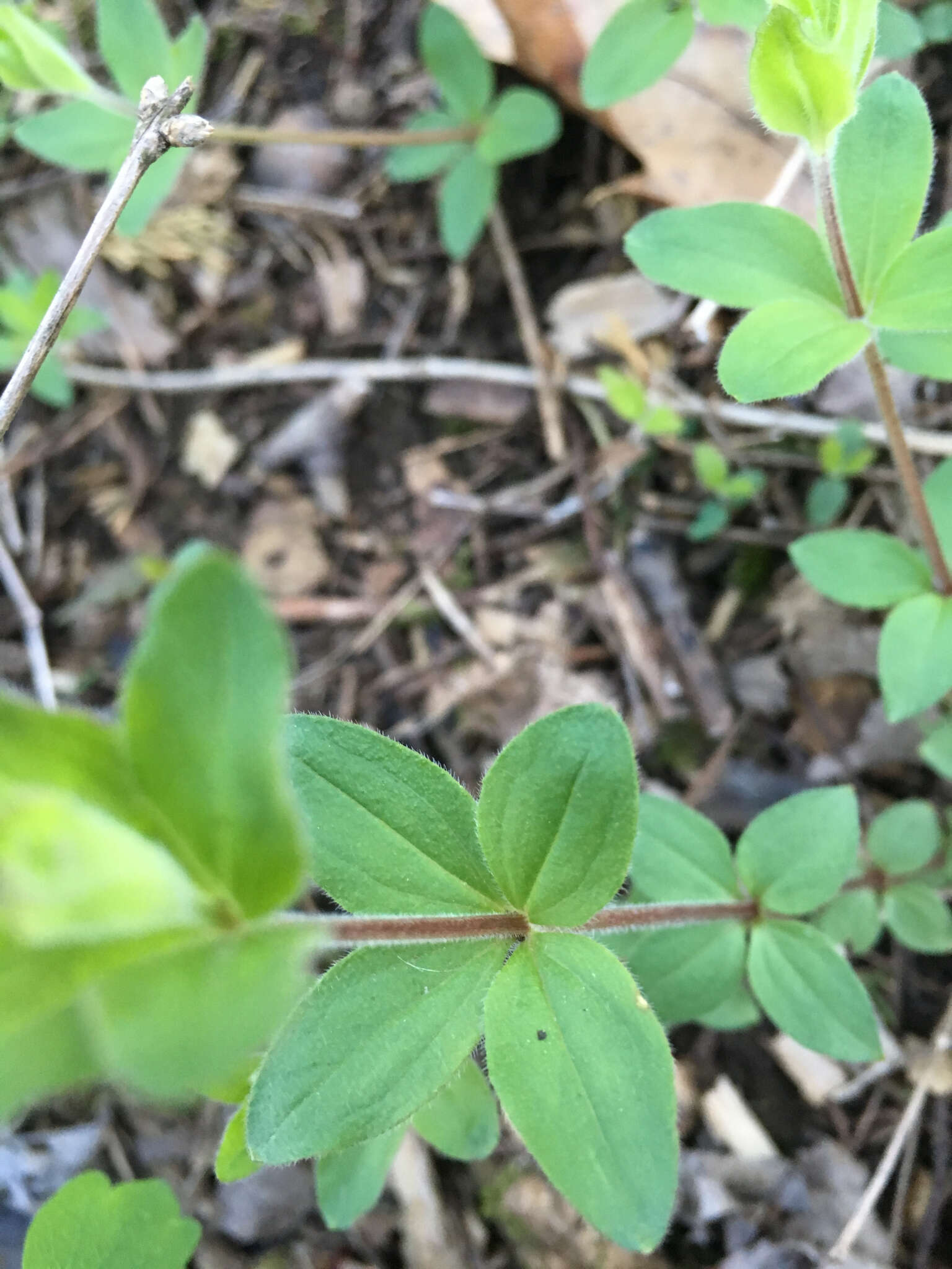 Image of licorice bedstraw