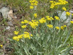 Imagem de Senecio atratus Greene