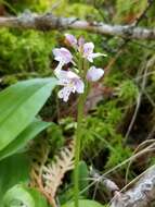 Galearis rotundifolia (Banks ex Pursh) R. M. Bateman resmi