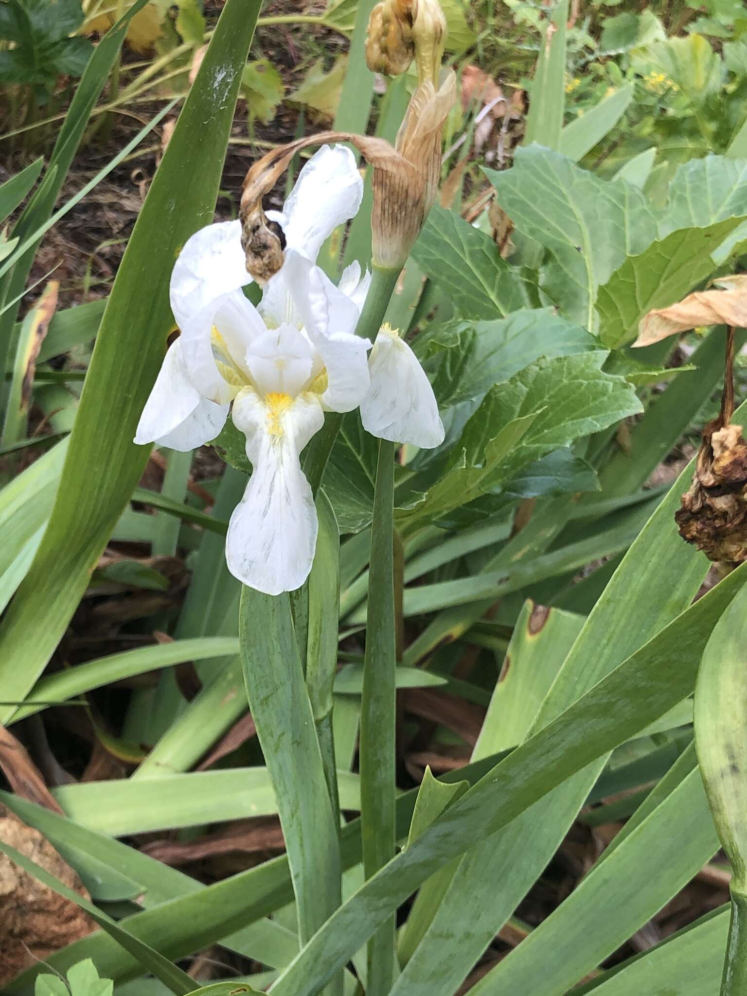 Image of Iris albicans Lange