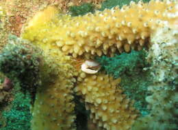 Image of Tetraliidae Castro, Ng & Ahyong 2004