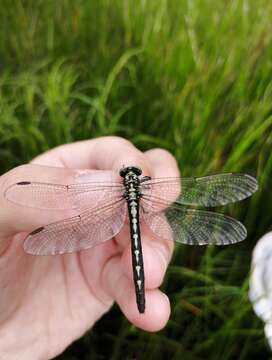 Image of Trigomphus citimus (Needham 1931)