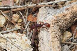 Image of Pogonomyrmex imberbiculus Wheeler 1902