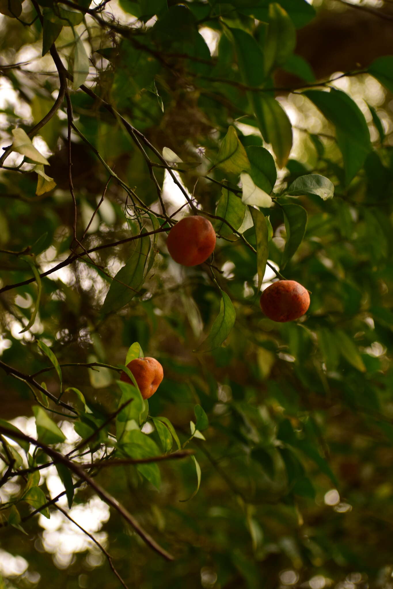 Image of tangerine