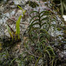 Image of Maxillaria equitans (Schltr.) Garay