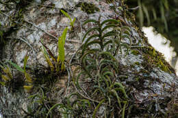 Image of Maxillaria equitans (Schltr.) Garay