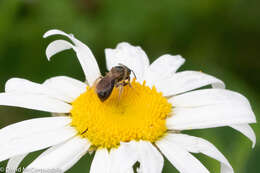 Lasioglossum nigroviride (Graenicher 1911)的圖片